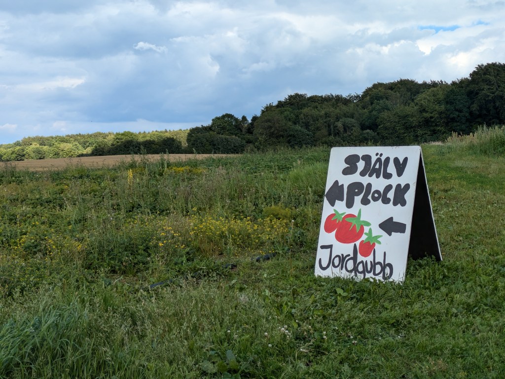 Where to pick strawberries in Skåne this&nbsp;summer