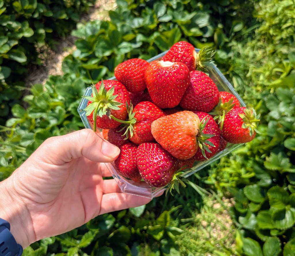 REVIEW: Strawberry picking at Västernäs Handelsträdgård in&nbsp;Höör