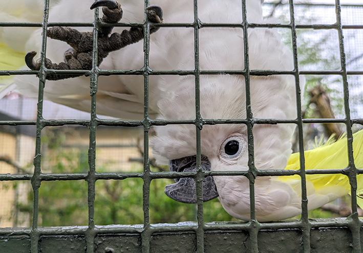 Animal experiences and zoos in&nbsp;Skåne